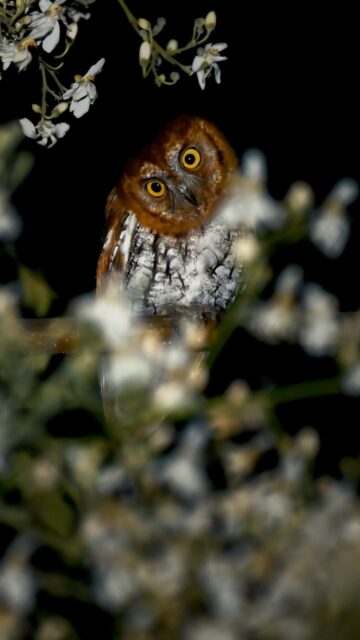 Those hypnotic eyes , pulling me into the deep dark night … 
In frame : Oriental scops owl 
Purulia 
#owlsofinstagram #natgeoindia