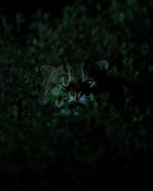 Apex predator of mangrove forest : Fishing Cat 
.
Now its ancestral hunting grounds lost to commerce. what happened if the mangrove ecosystem shifted to commercial fisheries ? 
#fishingcat #natgeoindia #earthcapture 
@natgeoindia