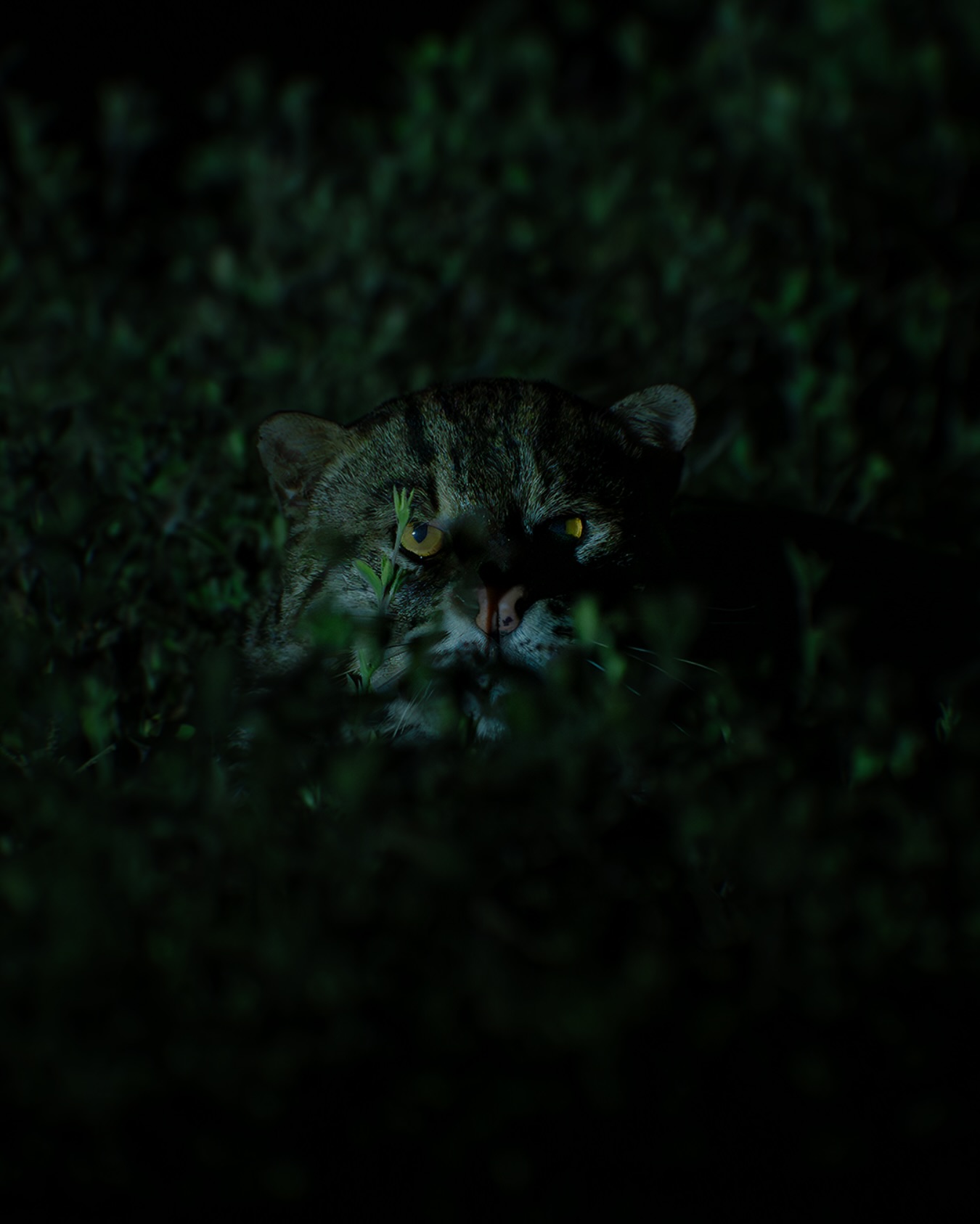 Apex predator of mangrove forest : Fishing Cat 
.
Now its ancestral hunting grounds lost to commerce. what happened if the mangrove ecosystem shifted to commercial fisheries ? 
#fishingcat #natgeoindia #earthcapture 
@natgeoindia
