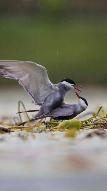 A dance of nature , rain falls, wings meet & love begins .
In frame : whiskered tern 
#whiskeredtern #loveinrain #monsoonlove #natgeoindia #nikonindia