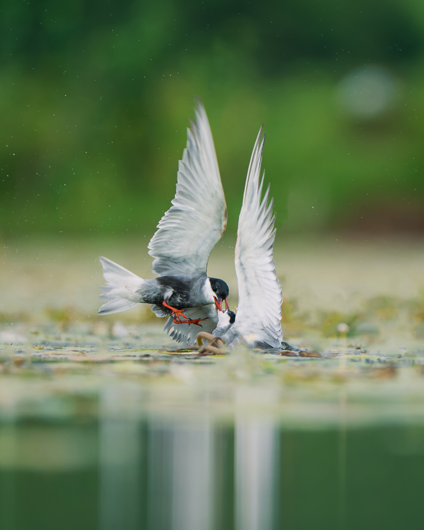 Chaos in the colony.

In the floating wetlands of Purulia, Whiskered Terns fight, steal, defend, and rebuild—
all for a chance to raise the next generation on water.

#whiskeredtern #tern #wildlifeindia #birdsofindia #birdbehavior
#birdsofinstagram #bbcearth #natgeo #indianwildlife #wildlifephotography
#wildlifeplanet #earthfocus #natureperfection #naturelovers
#savetheplanet #wetlandconservation #natureinspired #wildtale