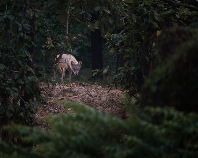 For years I followed tracks, hoping to find the spirits of bengal.
But the truth is simple—the spirit reveals itself only when forest wants to.
And one day, the sacred forest finally opened its door…
and I found her. 

In frame : Baha , Alpha female
#indiangreywolf #indianwildlife #wildindia #bbcearth #natgeoindia 
@bbcearth @natgeoindia @thehabitatstrust