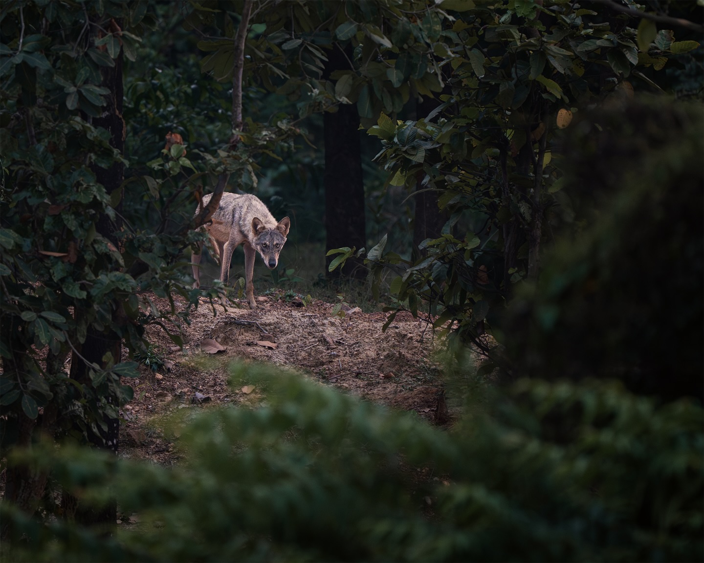 For years I followed tracks, hoping to find the spirits of bengal.
But the truth is simple—the spirit reveals itself only when forest wants to.
And one day, the sacred forest finally opened its door…
and I found her. 

In frame : Baha , Alpha female
#indiangreywolf #indianwildlife #wildindia #bbcearth #natgeoindia 
@bbcearth @natgeoindia @thehabitatstrust
