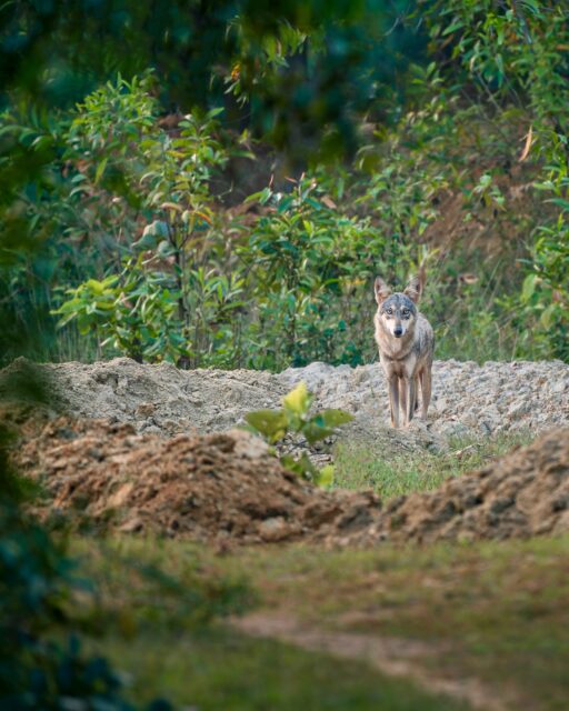 Bir…
He is the leader of our local wolf pack.
Strong, powerful, skilled in hunting—
yet very calm, quiet and steady by nature.
Inside him, there is a deep strength that you can feel
even when he doesn’t move or make a sound.

In the Santali language, the word Bir means “forest.”
From this word comes the name Birbhum.
Once, Birbhum was full of forests,
but today only small patches remain.
Still, even in this shrinking wilderness,
wolves like Bir continue to survive with courage.

The way Bir moves through the forest
makes it feel like he already knows every secret of the land.
No hurry, no noise—
but every step shows confidence and experience.

Bir is brave, strong and protective.
The safety of his pack always comes first.
If there is any sign of danger,
he is the one who steps forward first—
warning the others, showing them the way,
and guiding the pack to a safe place when needed.

The forest has taught him
the art of hiding,
the patience to wait,
the skill to hunt,
and the responsibility of keeping the others safe.

Beside Baha’s quiet and gentle strength,
Bir stands as the protector of the pack—
their shield, their safety.
Together, in this fading forest,
they have built a small world of their own.
Through Bir and Baha,
the forest finds hope and protection.

May the forest live on through them,
and may the story of Bir and Baha continue—
a story of survival,
and also a story of love.

⸻

“Before all hunger, it is your hunger that fills my heart.
Before all strength, it is love—your place within me.
After all land, after all water,
even in the emptiest places,
your shadow is still there.
O love, where there is no sound,
you are the movement.”

#indiangreywolf #wildindia #bbcwildlifepotd #naturein_focus #natgeoindia