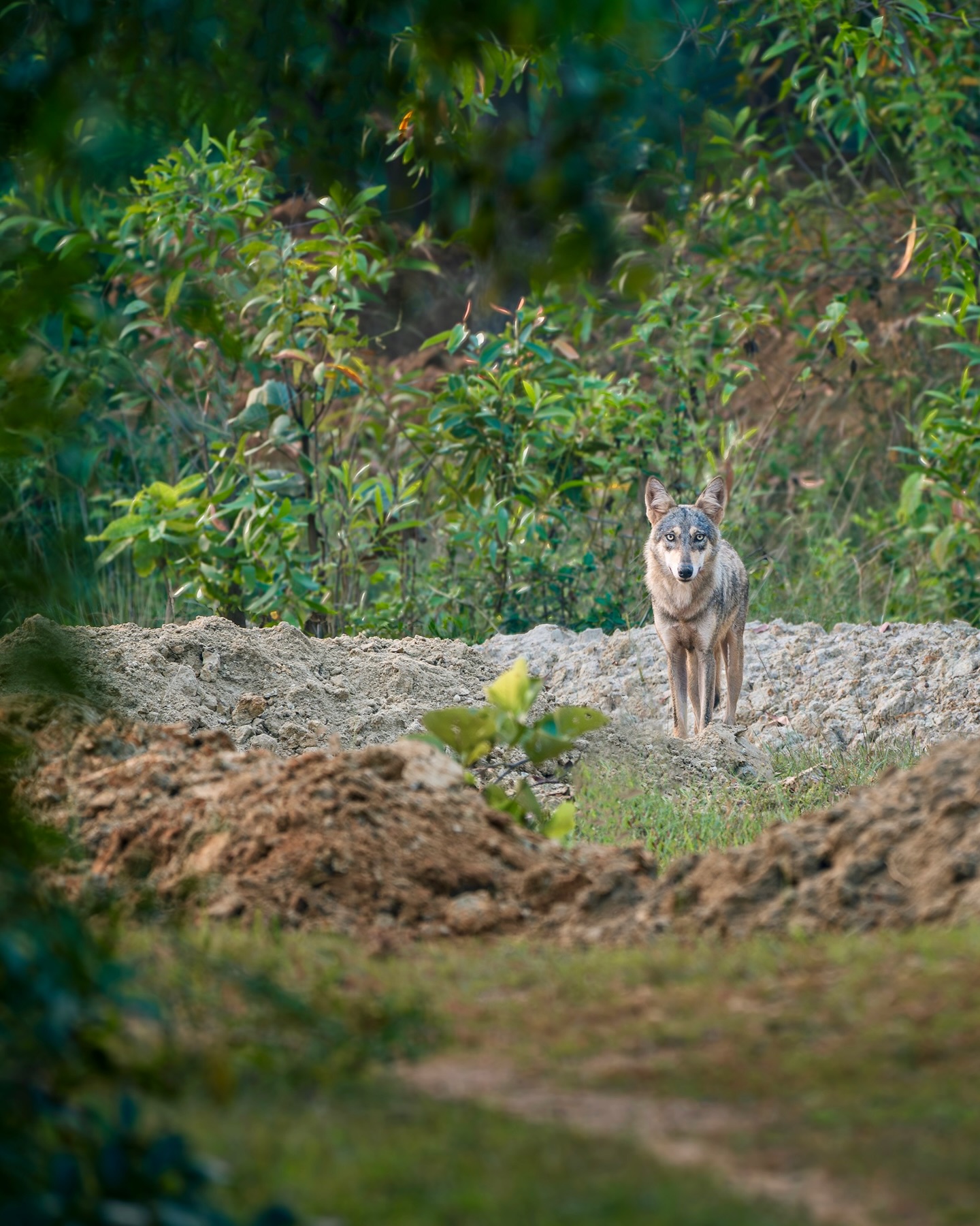 Bir…
He is the leader of our local wolf pack.
Strong, powerful, skilled in hunting—
yet very calm, quiet and steady by nature.
Inside him, there is a deep strength that you can feel
even when he doesn’t move or make a sound.

In the Santali language, the word Bir means “forest.”
From this word comes the name Birbhum.
Once, Birbhum was full of forests,
but today only small patches remain.
Still, even in this shrinking wilderness,
wolves like Bir continue to survive with courage.

The way Bir moves through the forest
makes it feel like he already knows every secret of the land.
No hurry, no noise—
but every step shows confidence and experience.

Bir is brave, strong and protective.
The safety of his pack always comes first.
If there is any sign of danger,
he is the one who steps forward first—
warning the others, showing them the way,
and guiding the pack to a safe place when needed.

The forest has taught him
the art of hiding,
the patience to wait,
the skill to hunt,
and the responsibility of keeping the others safe.

Beside Baha’s quiet and gentle strength,
Bir stands as the protector of the pack—
their shield, their safety.
Together, in this fading forest,
they have built a small world of their own.
Through Bir and Baha,
the forest finds hope and protection.

May the forest live on through them,
and may the story of Bir and Baha continue—
a story of survival,
and also a story of love.

⸻

“Before all hunger, it is your hunger that fills my heart.
Before all strength, it is love—your place within me.
After all land, after all water,
even in the emptiest places,
your shadow is still there.
O love, where there is no sound,
you are the movement.”

#indiangreywolf #wildindia #bbcwildlifepotd #naturein_focus #natgeoindia