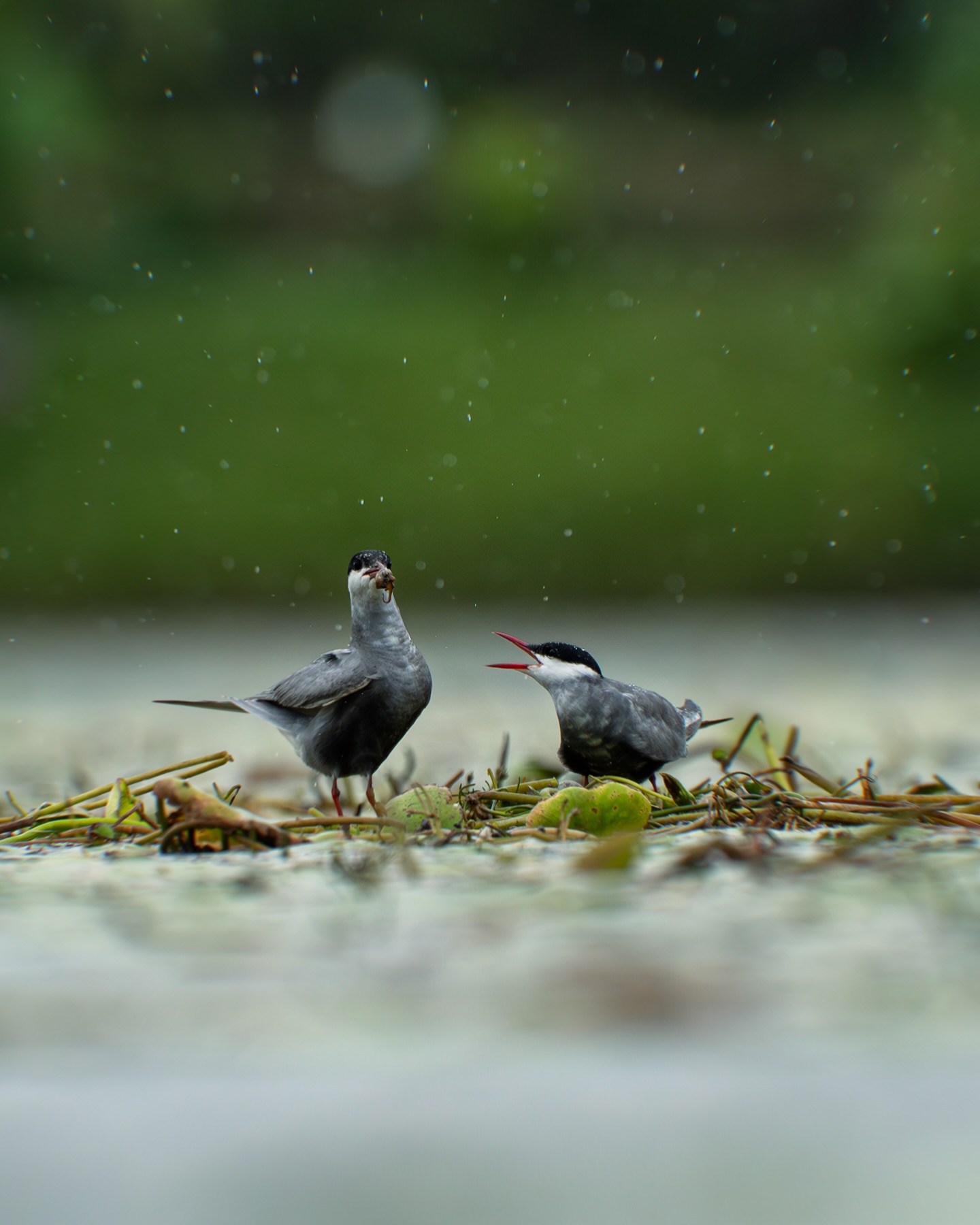 Not today, says the queen …
Even in the wild… consent matters 
.
#WhiskeredTern #TernsOfIndia #BirdsOfIndia #IndianWildlife 
#WetlandWildlife #MonsoonStories #BirdBehavior #NatureOnWater 
#PuruliaWildlife #WestBengalWildlife #IndianBirds #WildlifeOfIndia 
#BirdPhotographyIndia #WildlifePhotographyIndia #NaturePhotography 
#BirdsInRain #WildlifeFilmmaker #WildlifeStorytelling 
#ConservationStory #SaveWetlands #WildlifeLovers 

#BirdLife #NatGeoYourShot #NatGeoWild #BBCWildlife