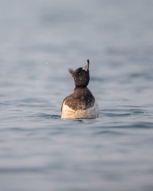 The Tufted Duck isn’t a rare or special sight during winter migration.
But capturing a moment like this is never easy without understanding its behaviour.

For the past three years, I’ve been observing and documenting the diving patterns of Tufted Ducks at Nil Nirjon Dam.

This frame captures a male resurfacing after a dive — splashing water, alert for a brief second, before disappearing again.

#tuftedduck #birdsofindia #indianbirds #wintermigration #bbcwildlifepotd #natgeoindia