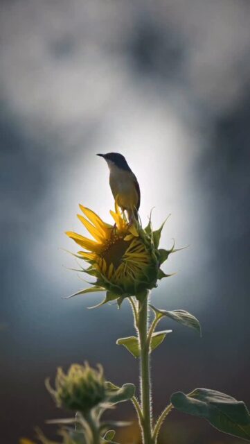 Just singing and claiming territory - Ashy Prinia 
.
#prinia #indianbirds #natgeoindia