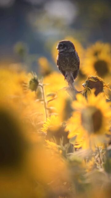 Not magic…
just nature, when it chooses to feel like fairyland...
#spottedowlet #owlsofinstagram #earthcaptures #natgeoindia