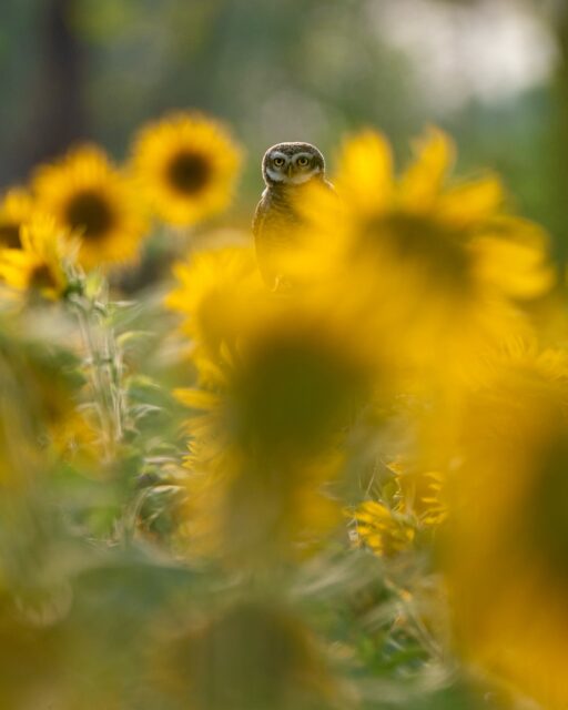 The autumn breeze moved gently through the field,
and the sunflowers swayed as if they knew a secret.
A lone Spotted Owlet sat among them, watching everything in silence…
In frame : Spotted Owlet
Purulia
#spottedowlet #natgeoindia
@natgeoindia