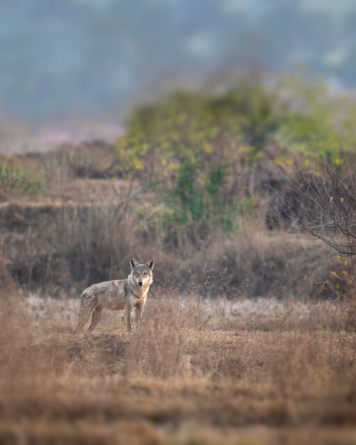 Exploration Vs Photography 
As a wildlife photographer, I spent years travelling far…
chasing rare moments and perfect frames.
But after years of exploring the dry Bengal landscape near my home,
I found many unexpected—yet indian grey wolf is my fav 

Not inside a national park.
Not in some famous location.

Right here.

That changed something in me.

We often ignore what is close to us,
thinking real wildlife exists only far away.
But the truth is—
our own lands are full of stories.

If we start exploring near our home or workplace,
we will start understanding it.
And when we understand, we begin to care.

And when we care… we protect.

Our local habitats need us.
Our local species need us.
#indiangreywolf #sancturyasia #naturein_focus 
@thegrasslandstrustindia @sanctuaryasia