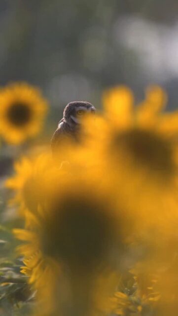 Among sunflowers , Spotted owlet
#natgeoindia #nikonindiaofficial #natgeopoy24 #bbcwildlifepotd #owlsofinstagram