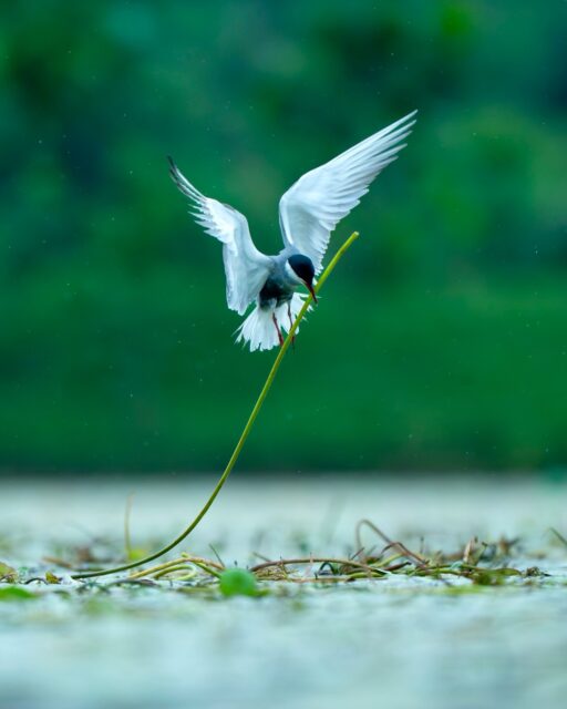 Dancing with the Wind to Build a Home…
In frame : Whiskered Tern
#whiskeredtern #natgeoindia #indianbirds #natgeoyourshotwonder #earthcapture 
@natgeoindia @bbcearth
