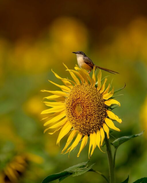 Not every story needs a forest.
Sometimes, a field of sunflowers holds a world of its own…
.
#wildlifeindia #sunflowerfield #birdphotography
