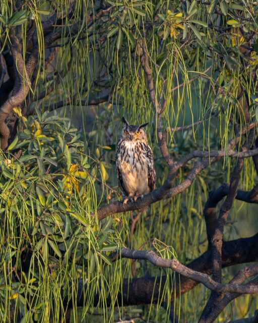 You see an Owl 
I see a watcher in the wild 
Hidden inside a old living forest …
In frame : Indian eagle owl 
Location : Purulia 
#indianeagleowl #owlofindia #natgeoindia #wildindia #nikonindiaofficial 
@natgeoindia