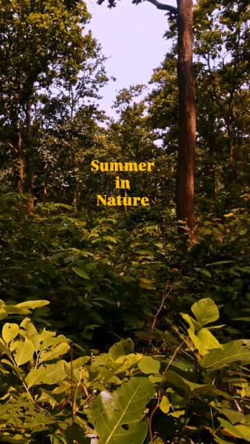 This is what summer feels like…
Summer silence, broken by colors of the Indian Pitta and the elegance of the Asian Paradise Flycatcher.
#natgeoindia #indianbirds #indianwildlife #natgeopoy24