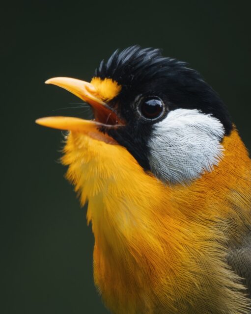 Suntalekhola wakes up slowly—but the forest never really sleeps.

That morning, just after first light, the air was already filled with soft, restless calls. Somewhere inside the dense green, a pair of Silver-eared Mesia. 
#silverearedmesia #natgeoindia #himalayanbirds #indianbirds