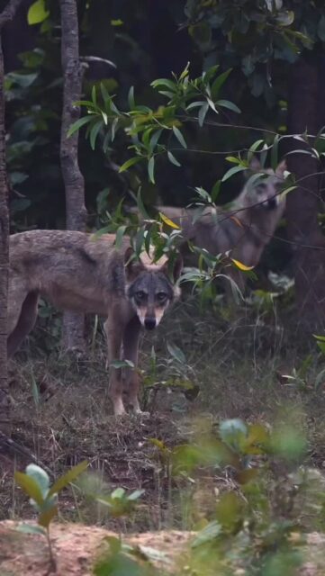 Watching before vanishing into the forest
Indian grey wolf , Birbhum
#bbcearth #natgeoindia #indiangreywolf #indianwildlife #wolf