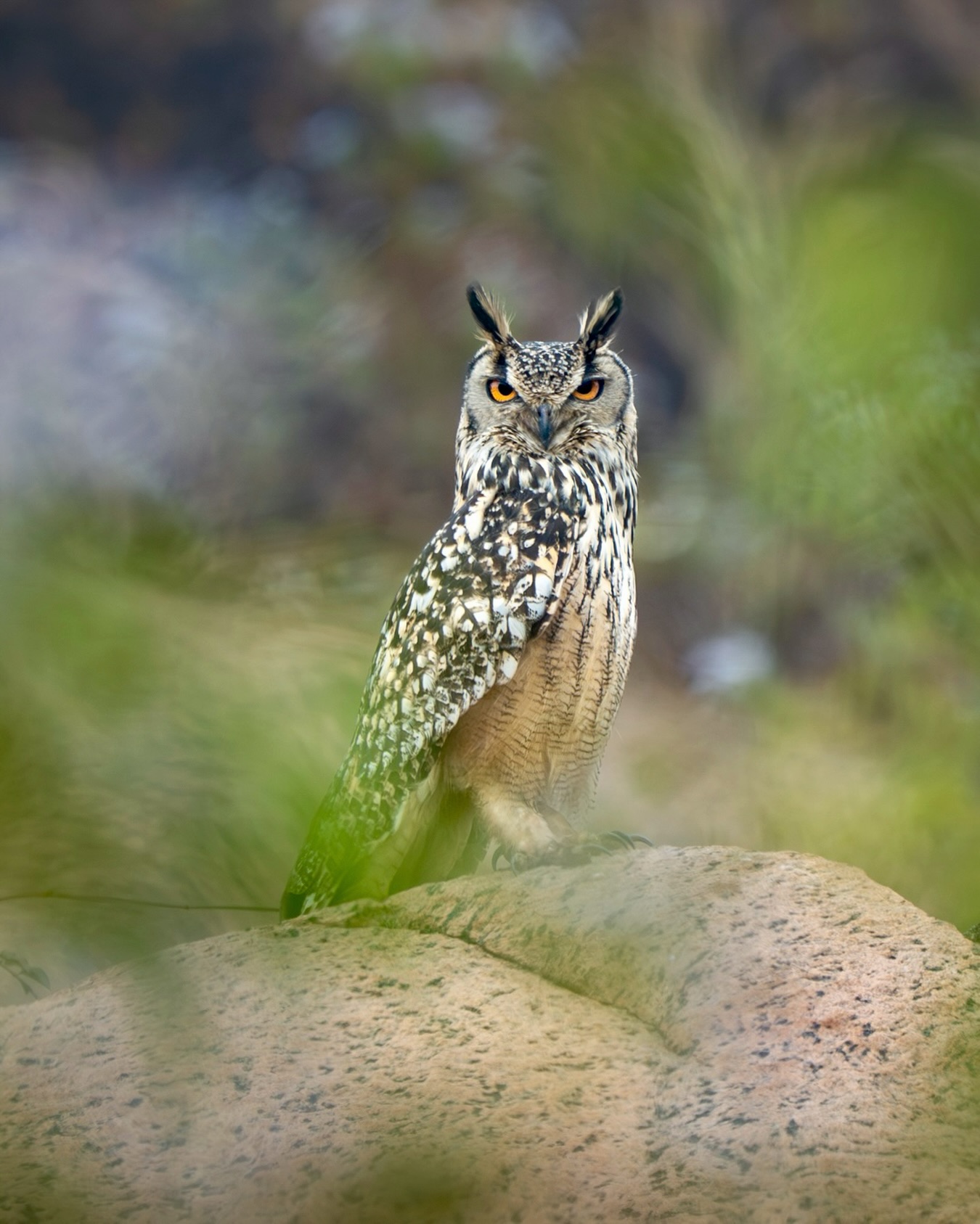 At first, I thought it was just another rock.
Then I noticed something moving… a small tuft dancing in the wind.
I looked closer, and those orange eyes found me.
A Rock Eagle Owl, sitting still, perfectly blending with the plateau.
In the wild, you don’t always find them. Sometimes, they find you.
#natgeoindia #indianeagleowl #indianbirds #owlsofinstagram #bbcearth 
@natgeoindia