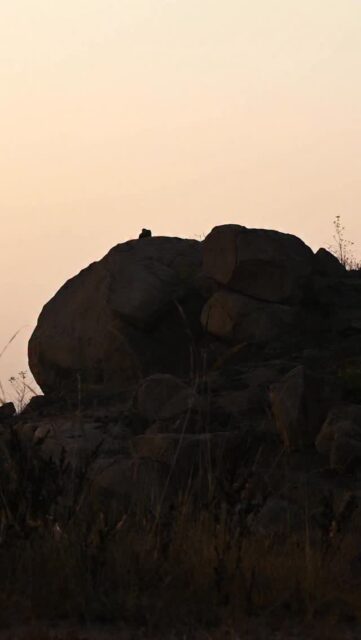 I found my home ⛰️
These small hills of the plateau are more than just a landscape for me — they are home. From childhood walks through rocky paths, dry forests, and open grasslands, this land quietly shaped who I am.
#natgeopoy24 #natgeoindia #nikonindiaofficial #plateau