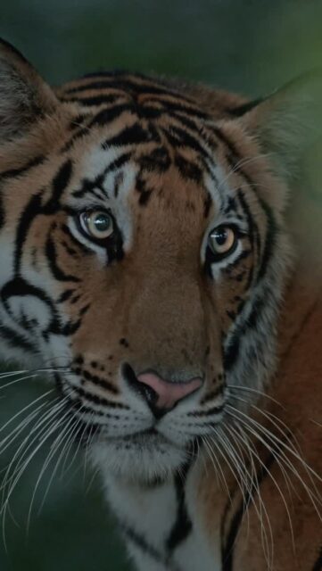 Wait for the roar… 
#natgeoindia #tigerroar #dudhwanationalpark #bbcearth #natgeoyourshots 
@natgeoindia 
.
[Indian Tiger, Bengal Tiger, Tiger Roar, Big Cat, Apex Predator, Indian Wildlife, Wildlife Filmmaking, Wildlife Photography, Jungle, Sal Forest, Terai Forest, Dudhwa, Kishanpur, Pilibhit, Tiger Reserve]