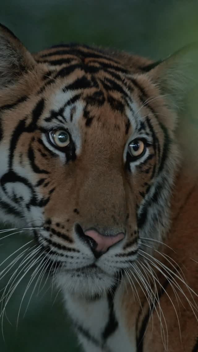 Wait for the roar… 
#natgeoindia #tigerroar #dudhwanationalpark #bbcearth #natgeoyourshots 
@natgeoindia 
.
[Indian Tiger, Bengal Tiger, Tiger Roar, Big Cat, Apex Predator, Indian Wildlife, Wildlife Filmmaking, Wildlife Photography, Jungle, Sal Forest, Terai Forest, Dudhwa, Kishanpur, Pilibhit, Tiger Reserve]