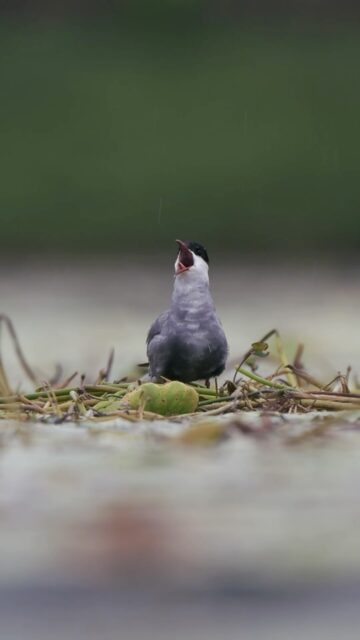 Arrival of Monsoon in Bengal Where life begins with the rain

The magic of the monsoon in Bengal. 🌧️
A pair of Whiskered Terns calling from their floating nest as gentle rain transforms the wetland into a living symphony. Moments like these remind us that the monsoon is not just a season—it’s the heartbeat of Bengal’s wetlands.

🎥 Filmed in West Bengal, India.

#DiscoveryWild #natgeoindia #earthcapture #natgeoyourshot 
@natgeoindia 

[Monsoon in Bengal, Bengal wetlands, Whiskered Tern, wildlife, bird behaviour, nesting birds, rain, wetland birds, nature documentary, wildlife filmmaker, bird photography, wildlife videography, Indian birds, West Bengal, monsoon season, floating nest, conservation, birdwatching, cinematic wildlife, Spirits of Bengal]