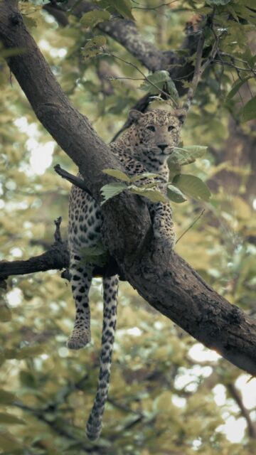 Some Mondays feel exactly like this—finding the comfiest spot and hoping the day passes by. 😅

What’s your Monday mood in one word? 
.
#leopard #DiscoveryWild #natgeoindia #earthcapture #natgeoyourshot 
@natgeoindia @bbcearth 
.
[Leopard, Indian Leopard, Panthera pardus, Big Cat, Wildlife, Wildlife Photography, Wildlife Filmmaking, Wildlife Documentary, Terai Forest, Terai Landscape, Sal Forest, Ancient Sal Forest, Forest Trail, Jungle Safari, Hidden Predator, Tree Leopard, Resting Leopard, Wild India, Indian Forests, Nature, Nature Photography, Conservation]